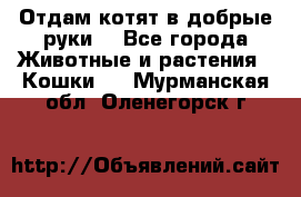 Отдам котят в добрые руки. - Все города Животные и растения » Кошки   . Мурманская обл.,Оленегорск г.